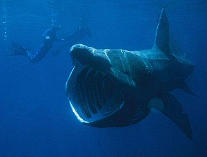 Basking shark with diver