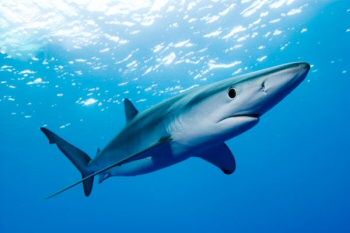 Blue shark