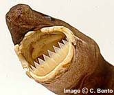 Cookie Cutter Shark by C. Bento