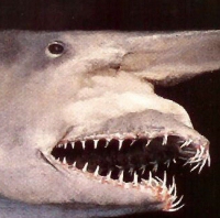 http://images.needcoffee.com/goblin-shark.jpg