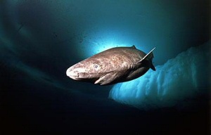 Greenland shark