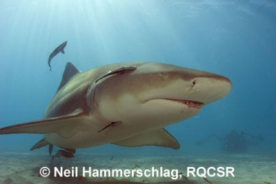 Lemon Shark