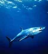 Mako shark