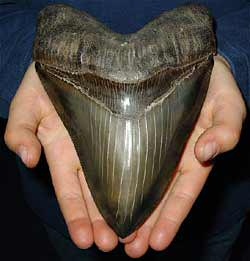 Megalodon tooth fossil