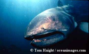 Megamouth shark