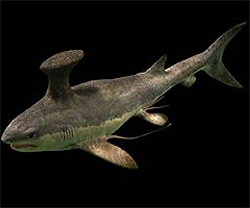Stethacanthus