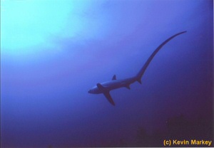 Thresher shark by Kevin Markey