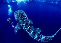 Whale shark and diver