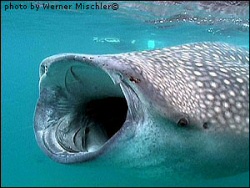 A whale shark in the Yucatan