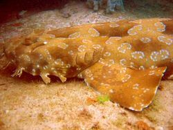 Wobbegong shark
